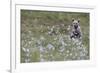 European Brown Bear (Ursus arctos arctos) cub, sitting on cotton grass filled taiga swamp, Suomussa-Robert Canis-Framed Photographic Print