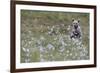 European Brown Bear (Ursus arctos arctos) cub, sitting on cotton grass filled taiga swamp, Suomussa-Robert Canis-Framed Photographic Print