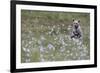 European Brown Bear (Ursus arctos arctos) cub, sitting on cotton grass filled taiga swamp, Suomussa-Robert Canis-Framed Photographic Print