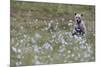 European Brown Bear (Ursus arctos arctos) cub, sitting on cotton grass filled taiga swamp, Suomussa-Robert Canis-Mounted Photographic Print