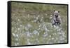 European Brown Bear (Ursus arctos arctos) cub, sitting on cotton grass filled taiga swamp, Suomussa-Robert Canis-Framed Stretched Canvas