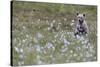 European Brown Bear (Ursus arctos arctos) cub, sitting on cotton grass filled taiga swamp, Suomussa-Robert Canis-Stretched Canvas