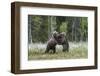 European Brown Bear (Ursus arctos arctos) sub-adults, play fighting on swamp, Suomussalmi, Finland,-Robert Canis-Framed Photographic Print