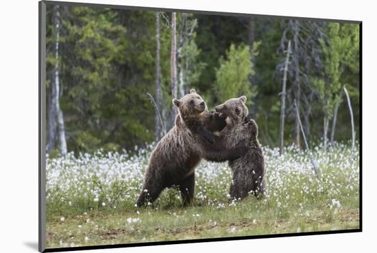 European Brown Bear (Ursus arctos arctos) sub-adults, play fighting on swamp, Suomussalmi, Finland,-Robert Canis-Mounted Photographic Print