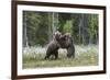 European Brown Bear (Ursus arctos arctos) sub-adults, play fighting on swamp, Suomussalmi, Finland,-Robert Canis-Framed Photographic Print