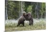 European Brown Bear (Ursus arctos arctos) sub-adults, play fighting on swamp, Suomussalmi, Finland,-Robert Canis-Mounted Photographic Print