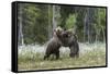 European Brown Bear (Ursus arctos arctos) sub-adults, play fighting on swamp, Suomussalmi, Finland,-Robert Canis-Framed Stretched Canvas