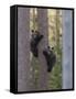 European Brown Bear (Ursus Arctos Arctos) Two Cubs Climbing Tree, Northern Finland, May-Jussi Murtosaari-Framed Stretched Canvas