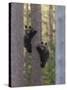 European Brown Bear (Ursus Arctos Arctos) Two Cubs Climbing Tree, Northern Finland, May-Jussi Murtosaari-Stretched Canvas