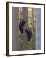 European Brown Bear (Ursus Arctos Arctos) Two Cubs Climbing Tree, Northern Finland, May-Jussi Murtosaari-Framed Photographic Print