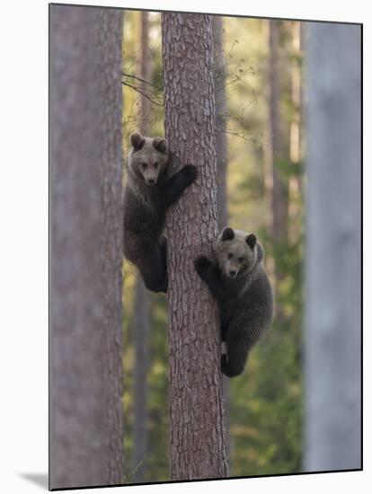 European Brown Bear (Ursus Arctos Arctos) Two Cubs Climbing Tree, Northern Finland, May-Jussi Murtosaari-Mounted Photographic Print