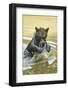 European brown bear, Ursus arctos arctos, young animal, wilderness, pond, bathe-David & Micha Sheldon-Framed Photographic Print