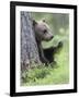 European Brown Bear (Ursus Arctos Arctos) Young Cub, Northern Finland, July-Jussi Murtosaari-Framed Photographic Print