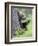 European Brown Bear (Ursus Arctos Arctos) Young Cub, Northern Finland, July-Jussi Murtosaari-Framed Photographic Print