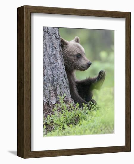 European Brown Bear (Ursus Arctos Arctos) Young Cub, Northern Finland, July-Jussi Murtosaari-Framed Photographic Print