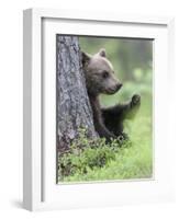 European Brown Bear (Ursus Arctos Arctos) Young Cub, Northern Finland, July-Jussi Murtosaari-Framed Photographic Print