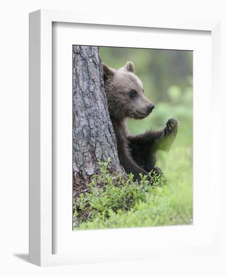 European Brown Bear (Ursus Arctos Arctos) Young Cub, Northern Finland, July-Jussi Murtosaari-Framed Photographic Print