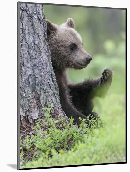 European Brown Bear (Ursus Arctos Arctos) Young Cub, Northern Finland, July-Jussi Murtosaari-Mounted Photographic Print