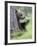 European Brown Bear (Ursus Arctos Arctos) Young Cub, Northern Finland, July-Jussi Murtosaari-Framed Photographic Print