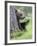 European Brown Bear (Ursus Arctos Arctos) Young Cub, Northern Finland, July-Jussi Murtosaari-Framed Photographic Print