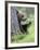 European Brown Bear (Ursus Arctos Arctos) Young Cub, Northern Finland, July-Jussi Murtosaari-Framed Photographic Print