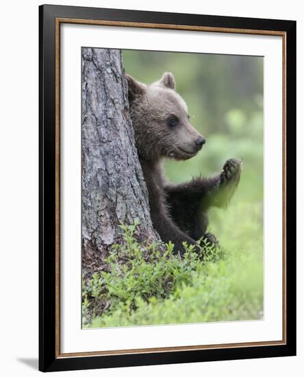 European Brown Bear (Ursus Arctos Arctos) Young Cub, Northern Finland, July-Jussi Murtosaari-Framed Photographic Print