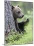 European Brown Bear (Ursus Arctos Arctos) Young Cub, Northern Finland, July-Jussi Murtosaari-Mounted Photographic Print