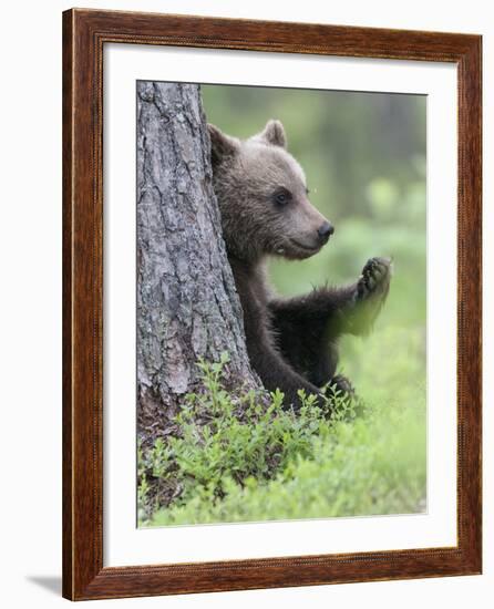 European Brown Bear (Ursus Arctos Arctos) Young Cub, Northern Finland, July-Jussi Murtosaari-Framed Photographic Print