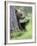 European Brown Bear (Ursus Arctos Arctos) Young Cub, Northern Finland, July-Jussi Murtosaari-Framed Photographic Print