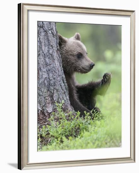 European Brown Bear (Ursus Arctos Arctos) Young Cub, Northern Finland, July-Jussi Murtosaari-Framed Photographic Print