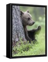 European Brown Bear (Ursus Arctos Arctos) Young Cub, Northern Finland, July-Jussi Murtosaari-Framed Stretched Canvas