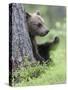 European Brown Bear (Ursus Arctos Arctos) Young Cub, Northern Finland, July-Jussi Murtosaari-Stretched Canvas