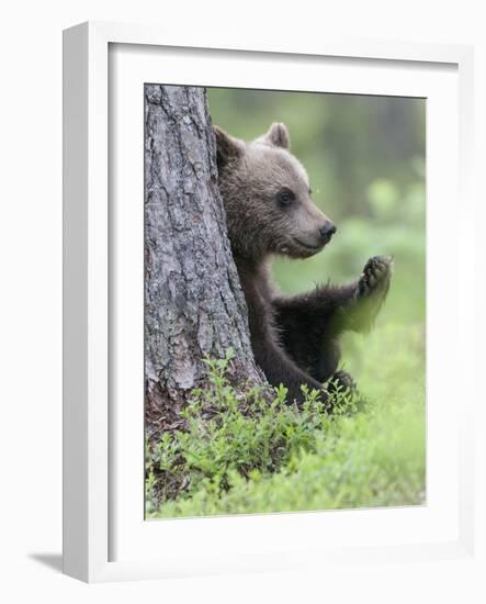 European Brown Bear (Ursus Arctos Arctos) Young Cub, Northern Finland, July-Jussi Murtosaari-Framed Photographic Print
