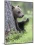 European Brown Bear (Ursus Arctos Arctos) Young Cub, Northern Finland, July-Jussi Murtosaari-Mounted Photographic Print
