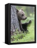 European Brown Bear (Ursus Arctos Arctos) Young Cub, Northern Finland, July-Jussi Murtosaari-Framed Stretched Canvas