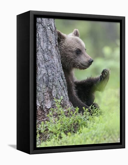 European Brown Bear (Ursus Arctos Arctos) Young Cub, Northern Finland, July-Jussi Murtosaari-Framed Stretched Canvas