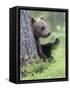 European Brown Bear (Ursus Arctos Arctos) Young Cub, Northern Finland, July-Jussi Murtosaari-Framed Stretched Canvas