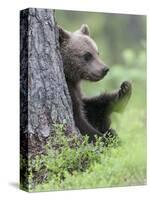 European Brown Bear (Ursus Arctos Arctos) Young Cub, Northern Finland, July-Jussi Murtosaari-Stretched Canvas