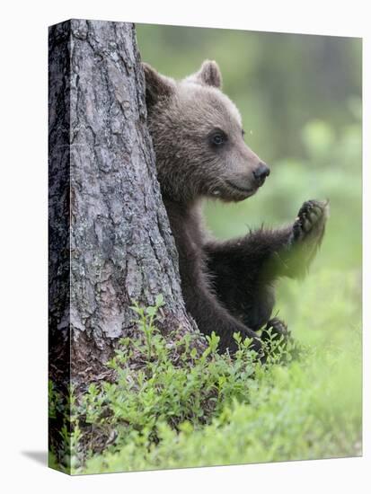 European Brown Bear (Ursus Arctos Arctos) Young Cub, Northern Finland, July-Jussi Murtosaari-Stretched Canvas