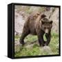 European Brown Bear, Ursus Arctos Arctos-Andreas Keil-Framed Stretched Canvas