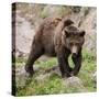 European Brown Bear, Ursus Arctos Arctos-Andreas Keil-Stretched Canvas