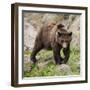 European Brown Bear, Ursus Arctos Arctos-Andreas Keil-Framed Photographic Print