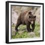 European Brown Bear, Ursus Arctos Arctos-Andreas Keil-Framed Photographic Print