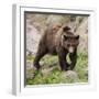 European Brown Bear, Ursus Arctos Arctos-Andreas Keil-Framed Photographic Print