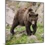 European Brown Bear, Ursus Arctos Arctos-Andreas Keil-Mounted Photographic Print