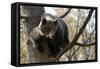 European Brown Bear (Ursus Arctos) in Tree, Captive, Private Bear Park, Near Brasov, Romania-Dörr-Framed Stretched Canvas