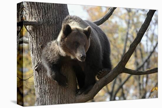 European Brown Bear (Ursus Arctos) in Tree, Captive, Private Bear Park, Near Brasov, Romania-Dörr-Stretched Canvas