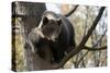 European Brown Bear (Ursus Arctos) in Tree, Captive, Private Bear Park, Near Brasov, Romania-Dörr-Stretched Canvas