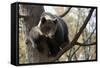 European Brown Bear (Ursus Arctos) in Tree, Captive, Private Bear Park, Near Brasov, Romania-Dörr-Framed Stretched Canvas