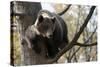 European Brown Bear (Ursus Arctos) in Tree, Captive, Private Bear Park, Near Brasov, Romania-Dörr-Stretched Canvas